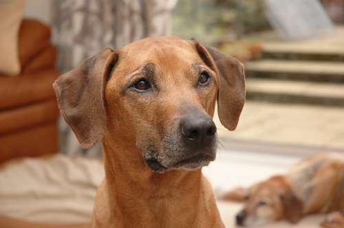 Assegai ridgebacks sales